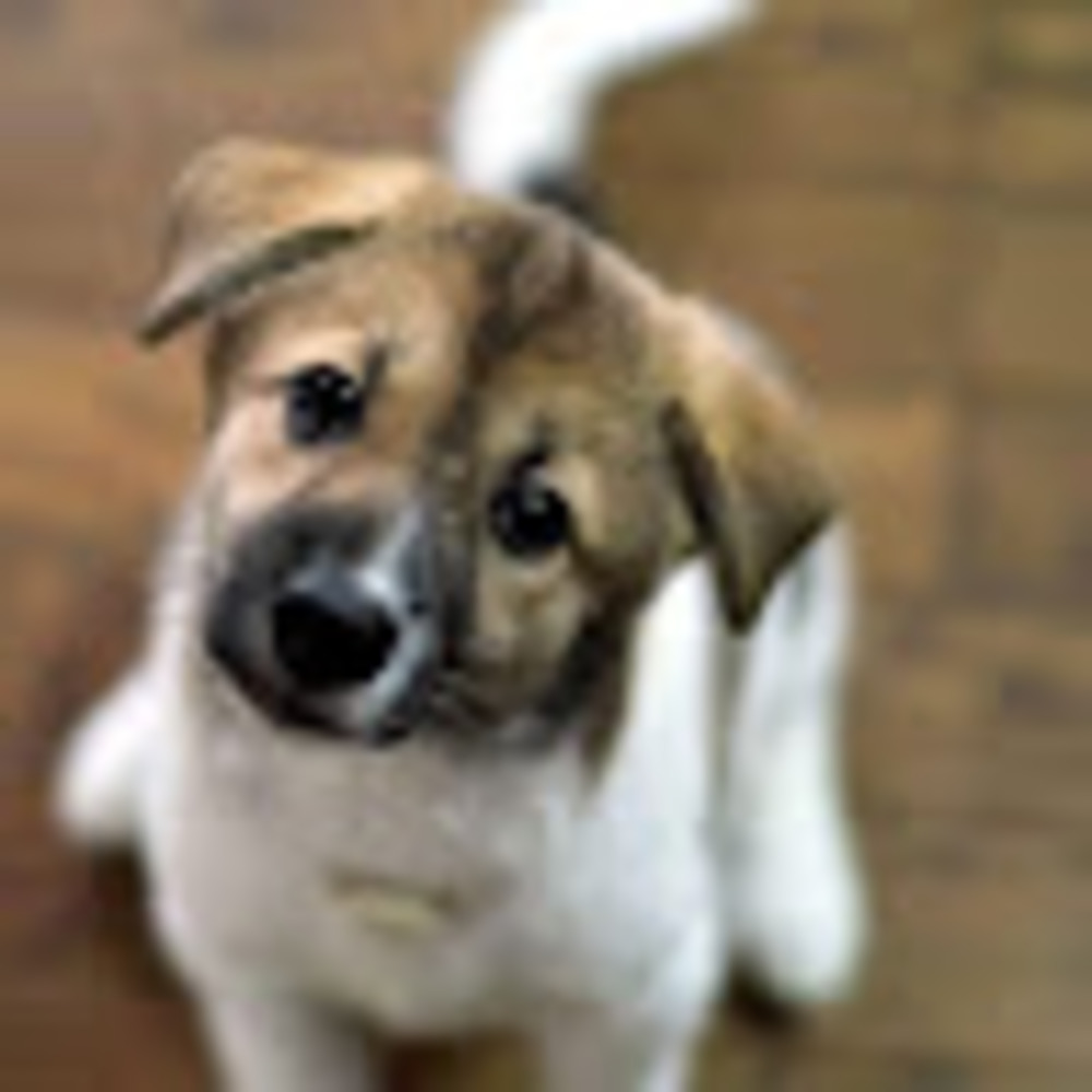Meet your Posher, Ella
